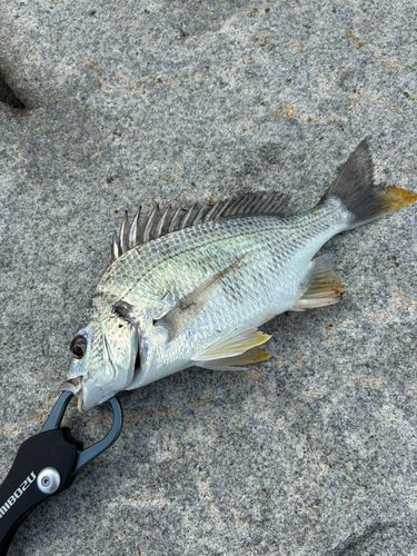 キビレの釣果