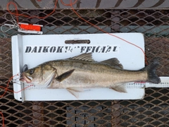 スズキの釣果