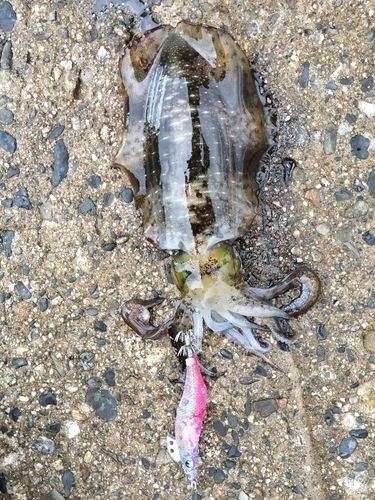 アオリイカの釣果
