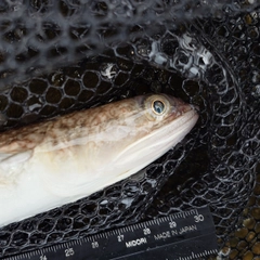 エソの釣果