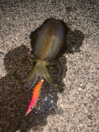 アオリイカの釣果