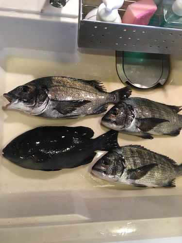 クチブトグレの釣果