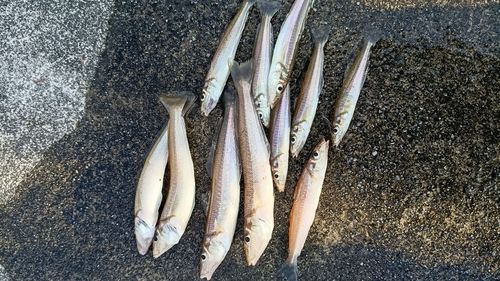 シロギスの釣果