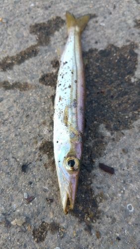 カマスの釣果