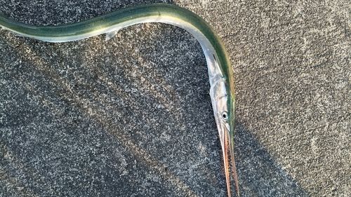 ダツの釣果