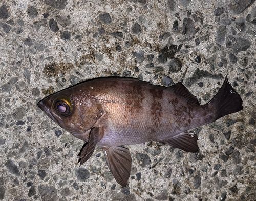 メバルの釣果