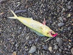 シイラの釣果