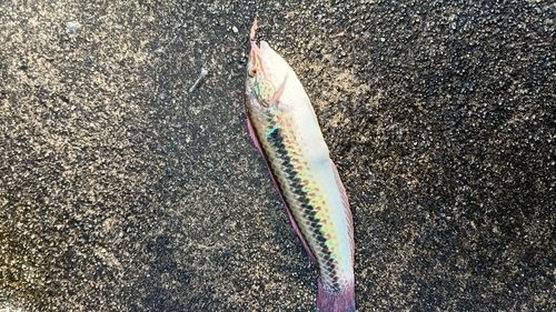 キュウセンの釣果