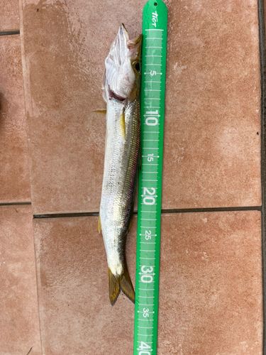カマスの釣果
