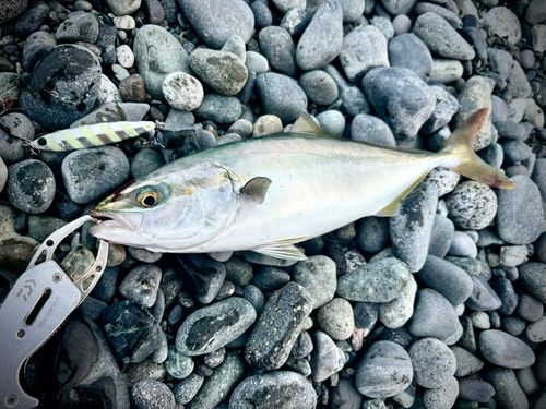 ワカシの釣果