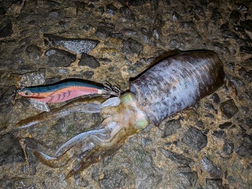 アオリイカの釣果