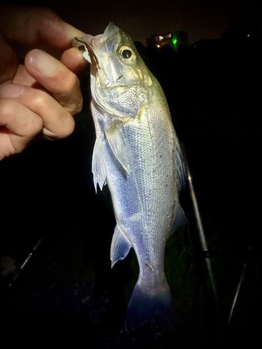 セイゴ（タイリクスズキ）の釣果