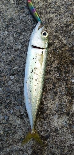 サバの釣果
