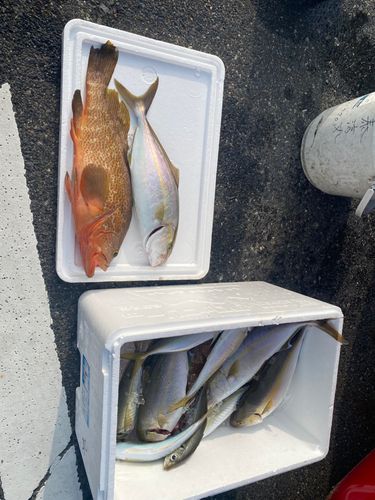 アコウの釣果