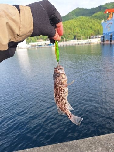 ムラソイの釣果