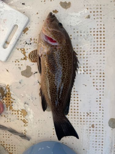 オオモンハタの釣果