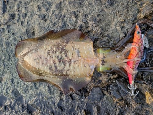 アオリイカの釣果