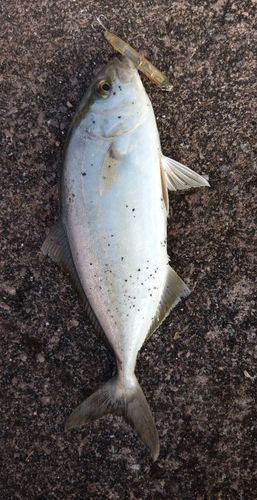 ショゴの釣果