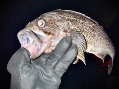 クロソイの釣果