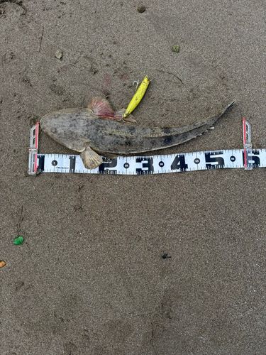 マゴチの釣果