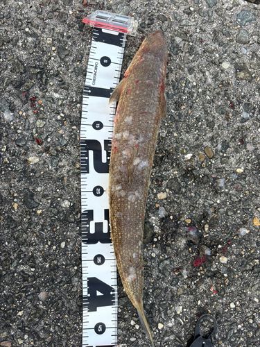 エソの釣果
