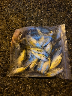 アジの釣果