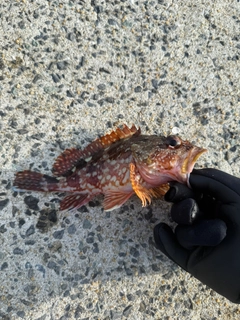 アラカブの釣果