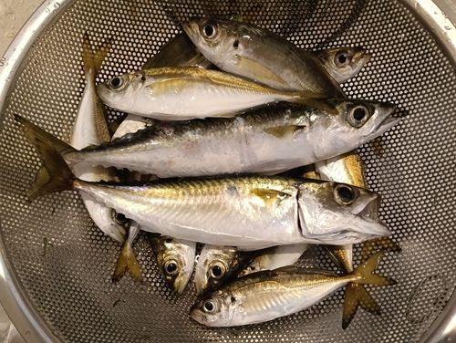 アジの釣果
