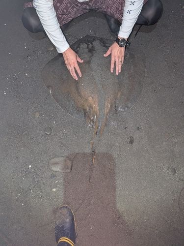 アカエイの釣果