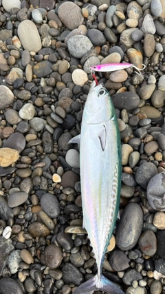 ソウダガツオの釣果