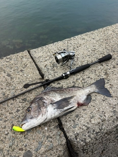 チヌの釣果