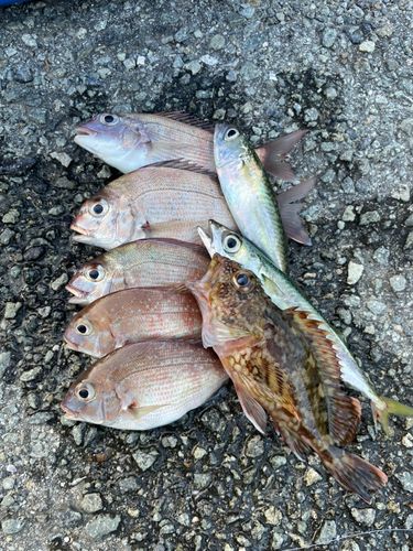 チャリコの釣果