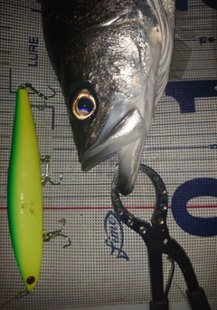 シーバスの釣果
