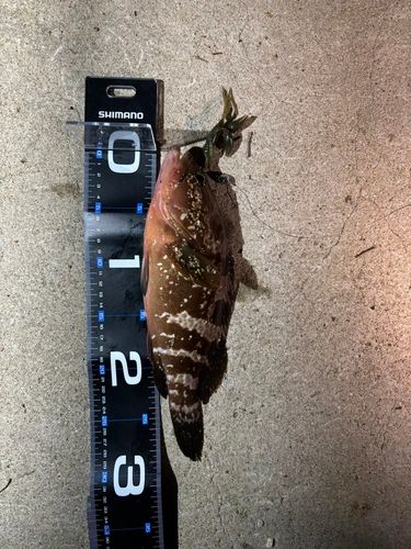 アコウの釣果