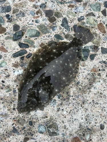 ヒラメの釣果