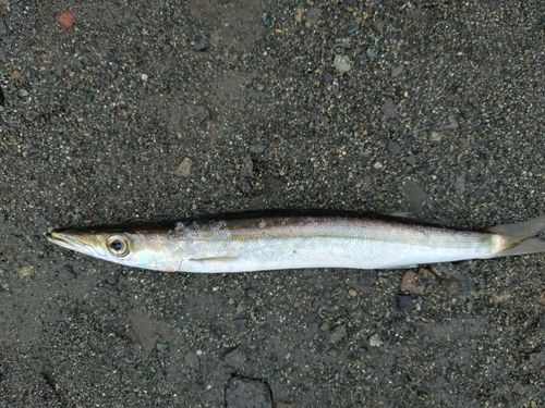 カマスの釣果