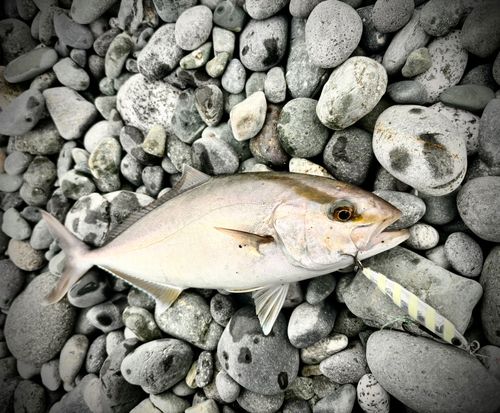 ショゴの釣果