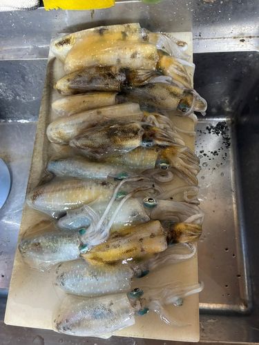 釣果
