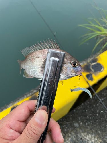 チャリコの釣果