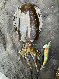 アオリイカの釣果