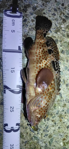 ノミノクチの釣果