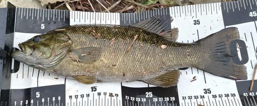 スモールマウスバスの釣果