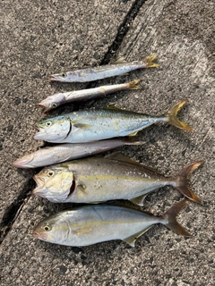 カンパチの釣果