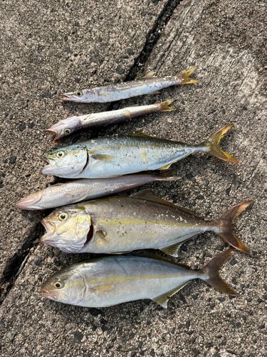 カンパチの釣果