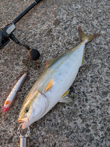 イナダの釣果