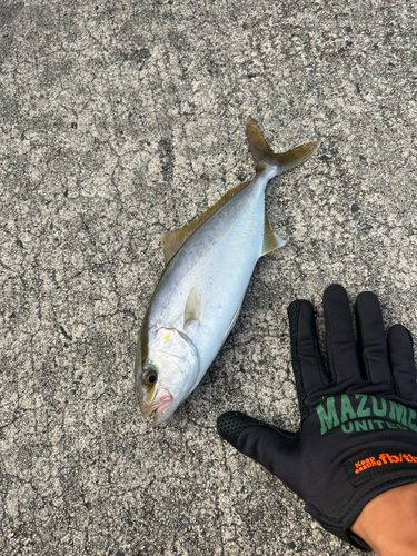 カンパチの釣果