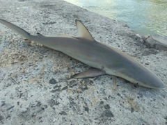 サメの釣果