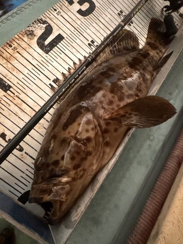 チャイロマルハタの釣果