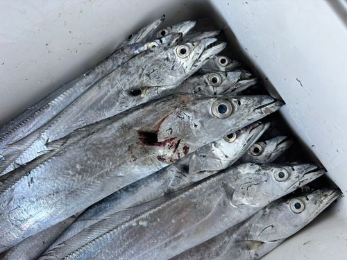 タチウオの釣果
