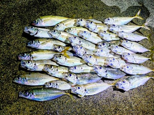 マアジの釣果